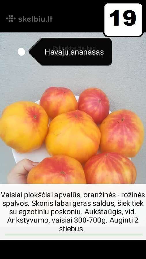Pomidorų daigeliai