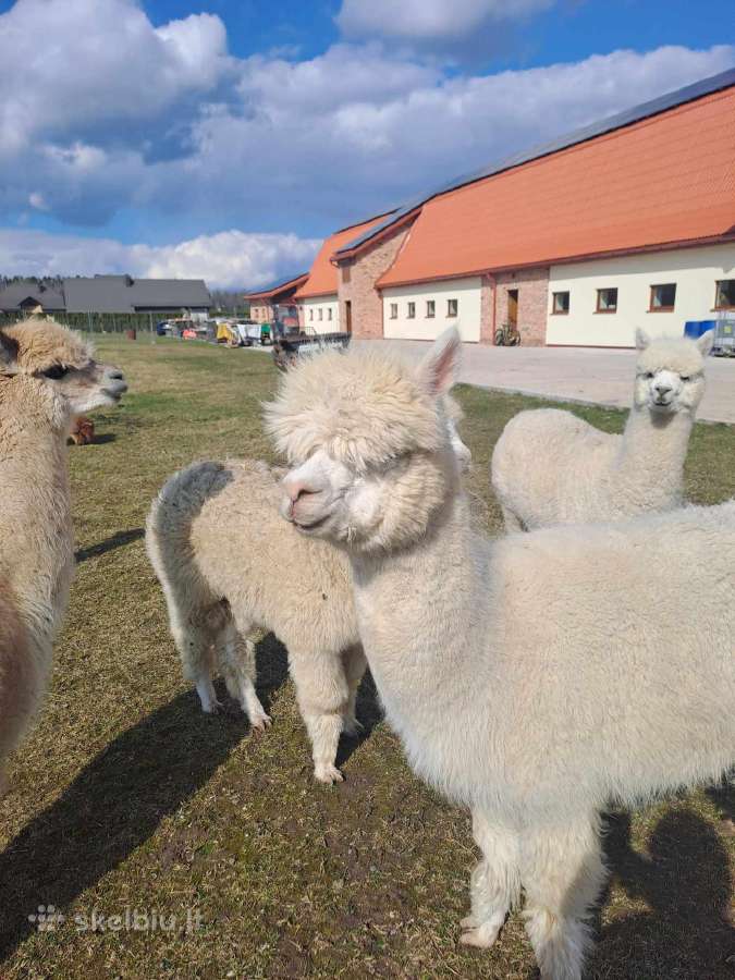 Alpakos – jaukumui, ūkiui ir papildomoms pajamoms - nuotraukos Nr. 10
