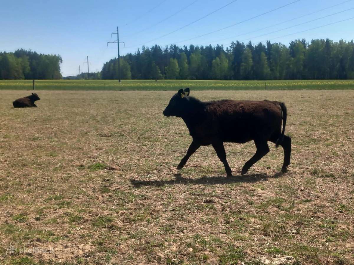 Grynaveisles angus telyčios - nuotraukos Nr. 2