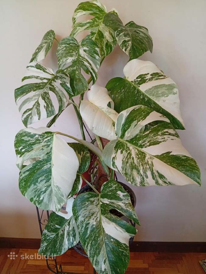 Monstera deliciosa Albo variegata