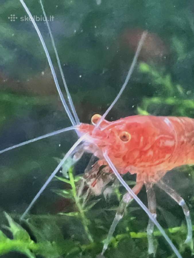 Bloody Mary Oe - "Red demon - nuotraukos Nr. 3