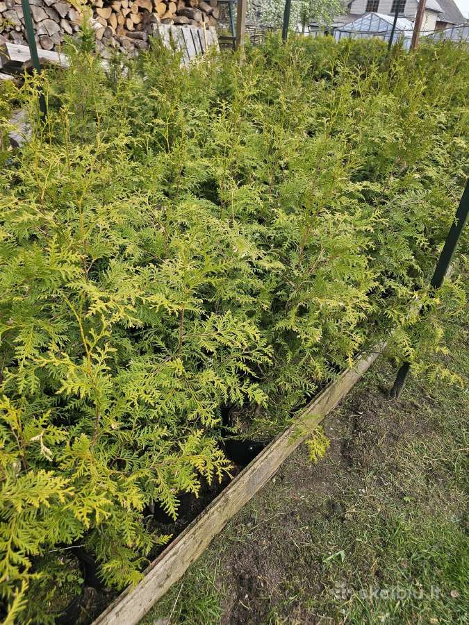 Brabant tujos - 80-90cm - 2.50€ - nuotraukos Nr. 3