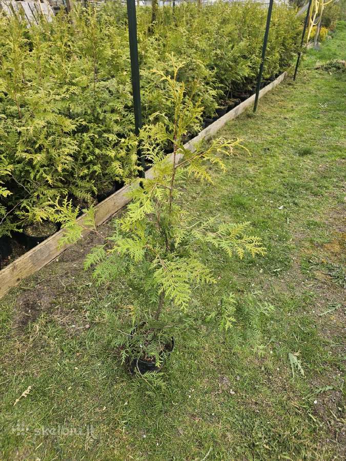 Brabant tujos - 80-90cm - 2.50€ - nuotraukos Nr. 4