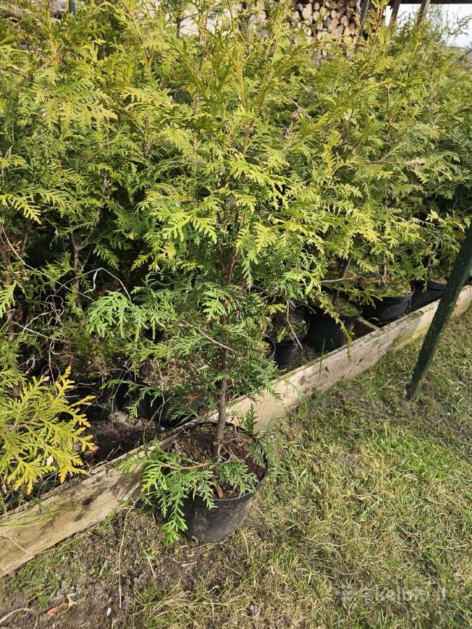 Brabant tujos - 80-90cm - 2.50€ - nuotraukos Nr. 5