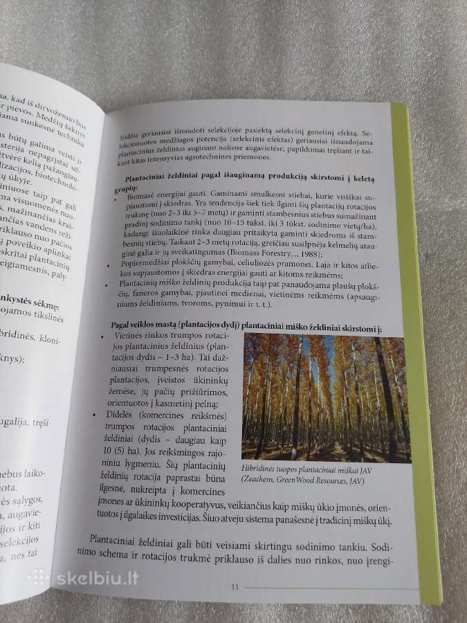 Hibridinės tuopos plantacinių miškų veisimo ir aug - nuotraukos Nr. 4