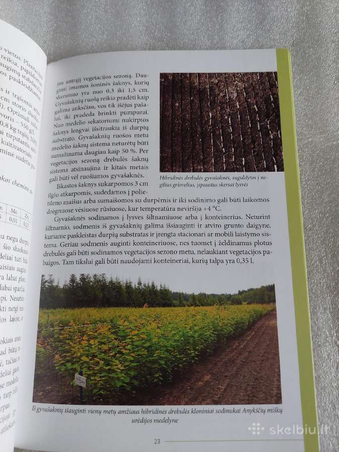 Hibridinės tuopos plantacinių miškų veisimo ir aug - nuotraukos Nr. 5
