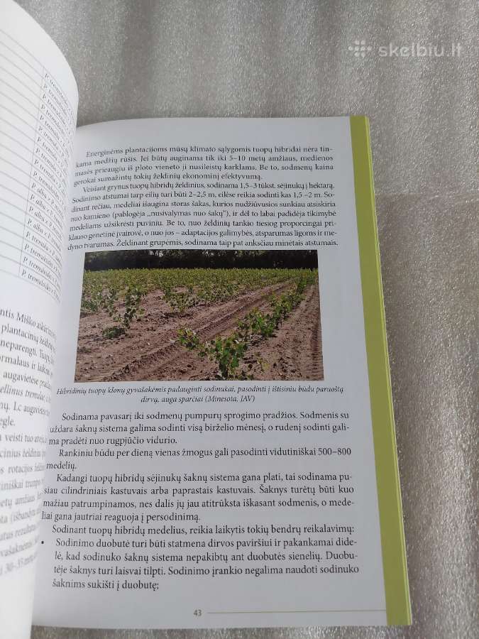 Hibridinės tuopos plantacinių miškų veisimo ir aug - nuotraukos Nr. 6