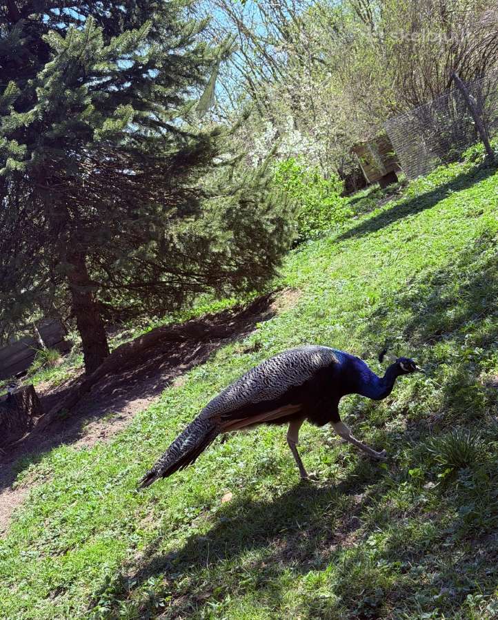 Parduodu povus. Patinai/ patelės - nuotraukos Nr. 6