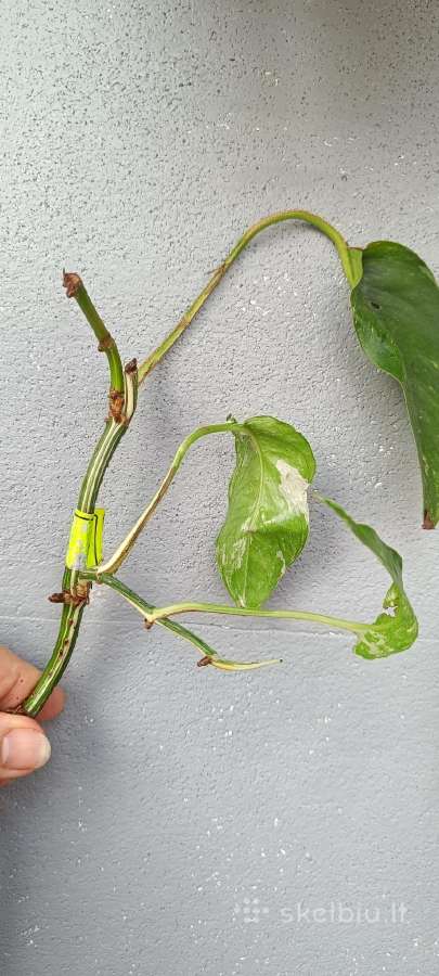 Filodendronai, epipremnum - nuotraukos Nr. 11