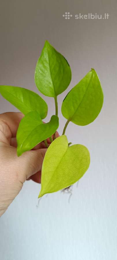 Filodendronai, epipremnum - nuotraukos Nr. 10