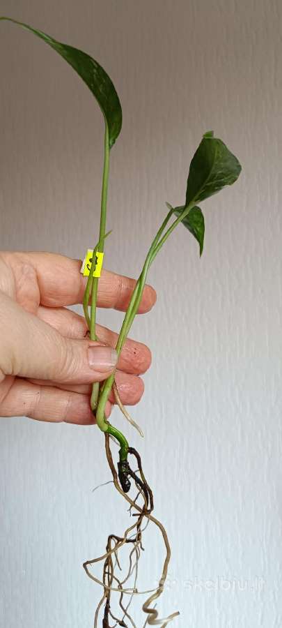 Filodendronai, epipremnum - nuotraukos Nr. 12