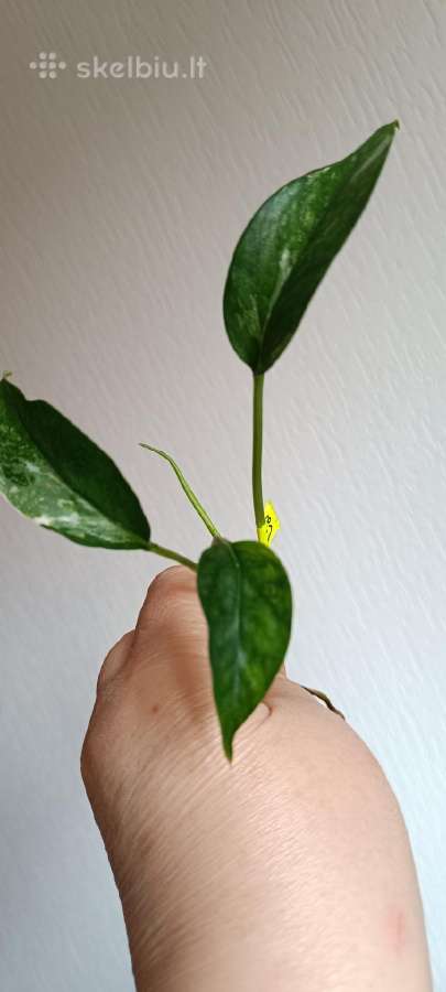 Filodendronai, epipremnum - nuotraukos Nr. 13