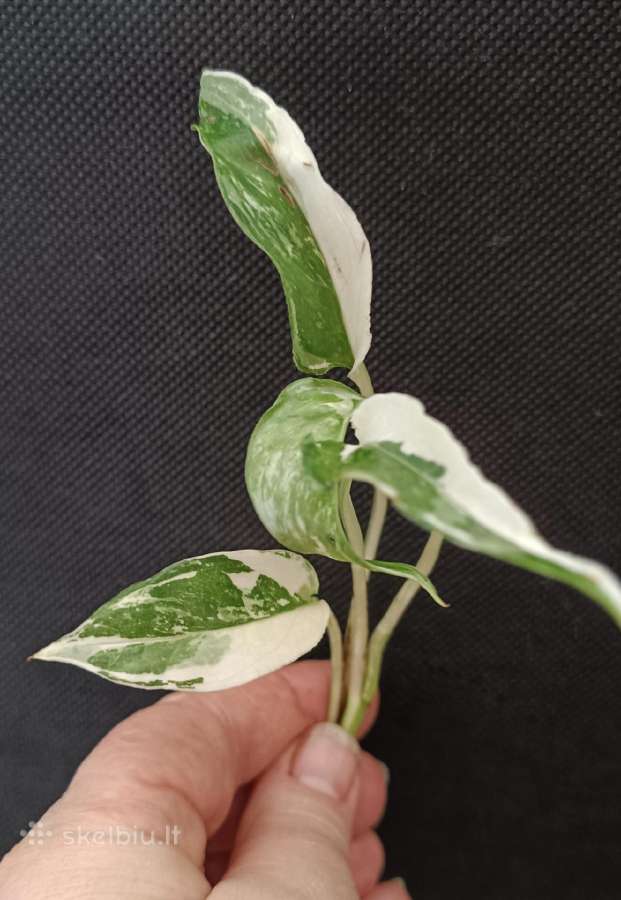 Filodendronai, epipremnum - nuotraukos Nr. 14