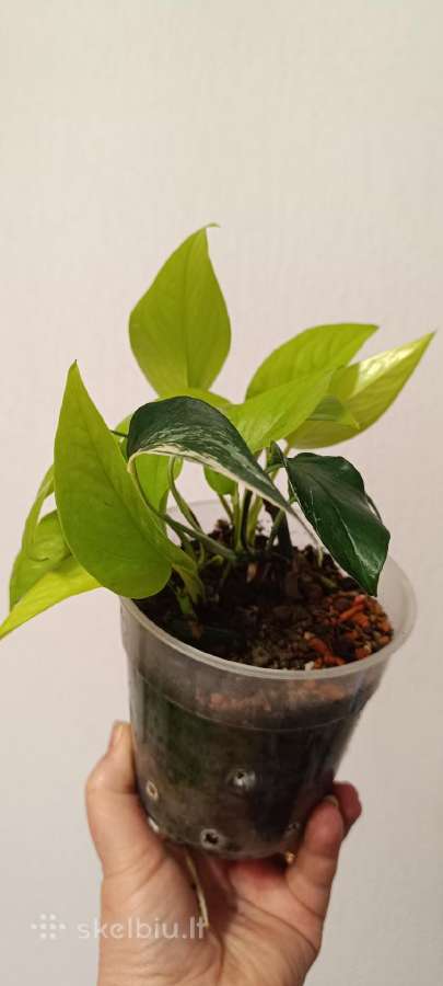 Filodendronai, epipremnum - nuotraukos Nr. 16