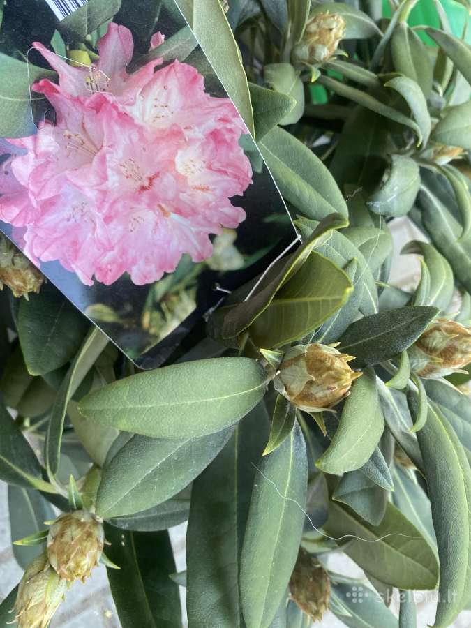 Rododendrai