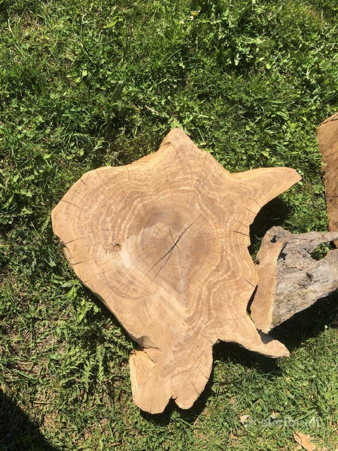 Interjero detalė ąžuolo kelmas su šaknimis - nuotraukos Nr. 10