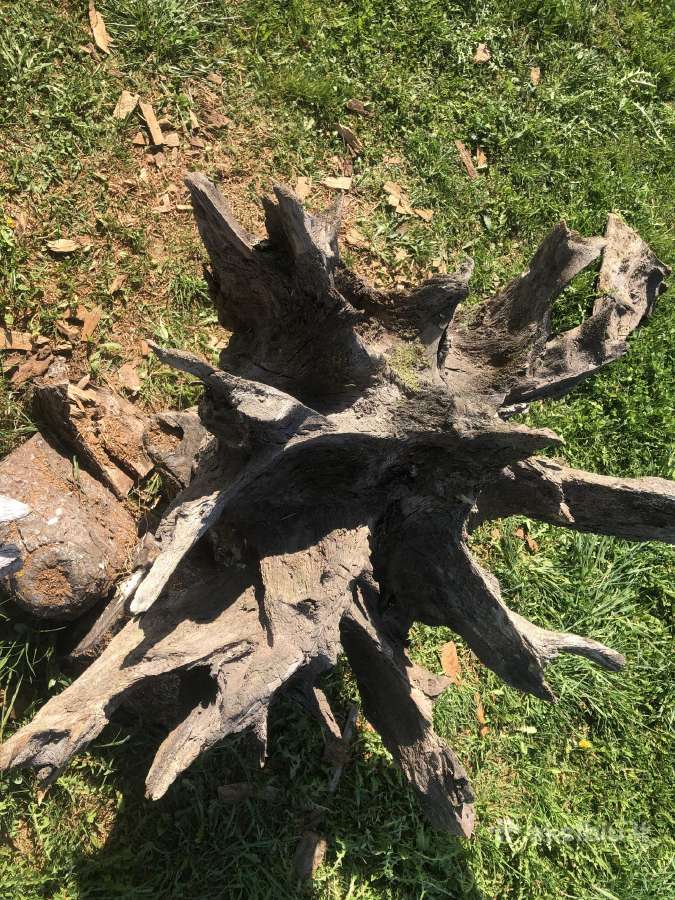 Interjero detalė ąžuolo kelmas su šaknimis - nuotraukos Nr. 7