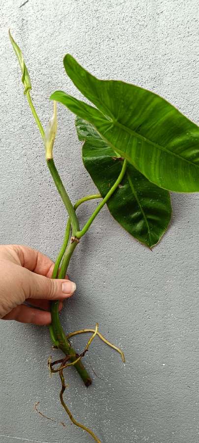 Filodendronai, epipremnum - nuotraukos Nr. 20