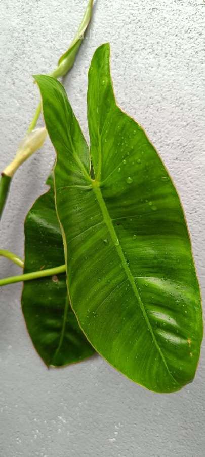 Filodendronai, epipremnum - nuotraukos Nr. 22