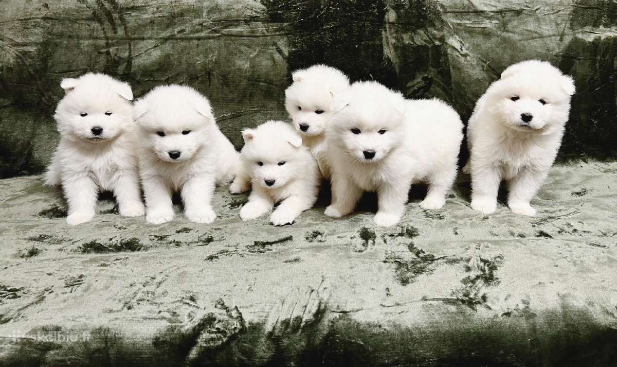 Samojedai Nauja Vada Vyksta Rezervacija