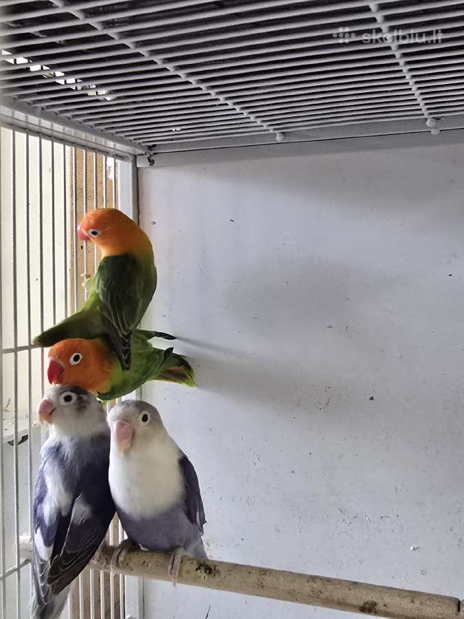 Papūgos