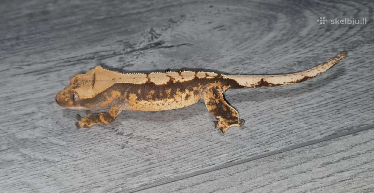 Gekonai / Crested gecko