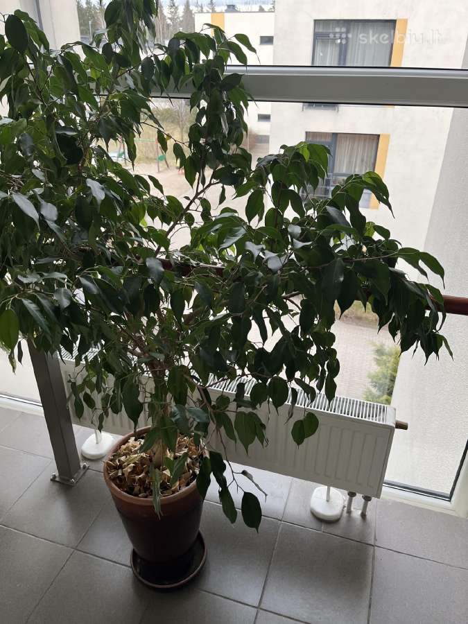 Ficus benjamina-benjaminas / smulkialapis fikusas