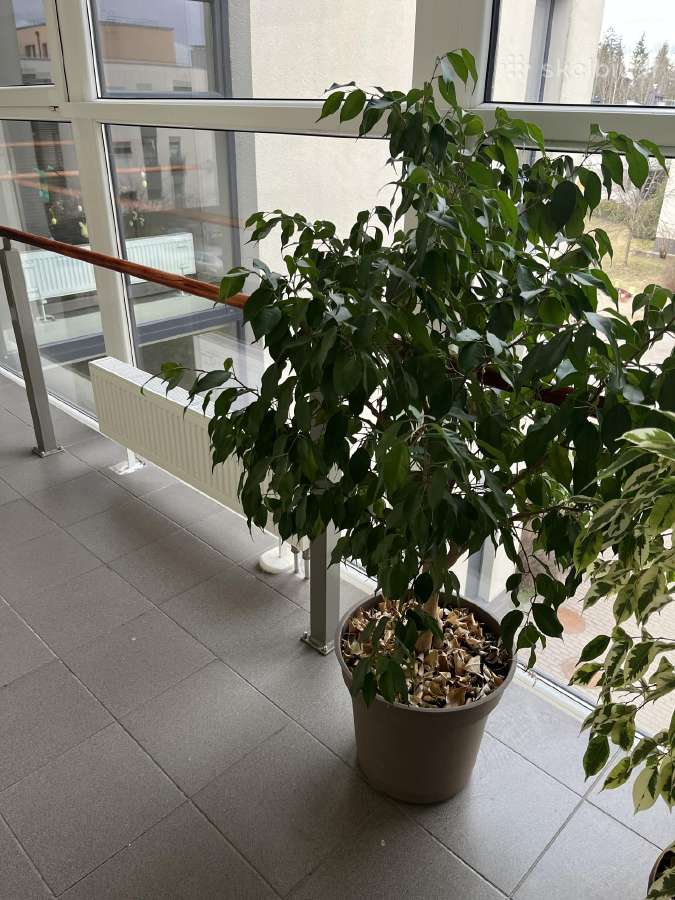 Ficus benjamina-benjaminas / smulkialapis fikusas - nuotraukos Nr. 2