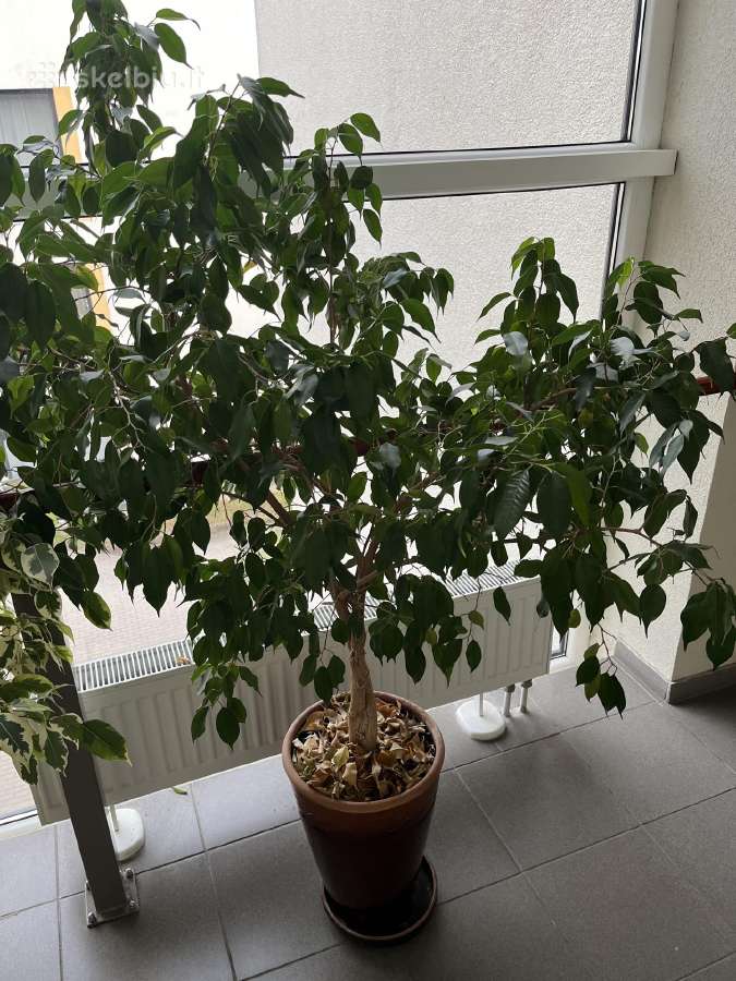Ficus benjamina-benjaminas / smulkialapis fikusas - nuotraukos Nr. 3