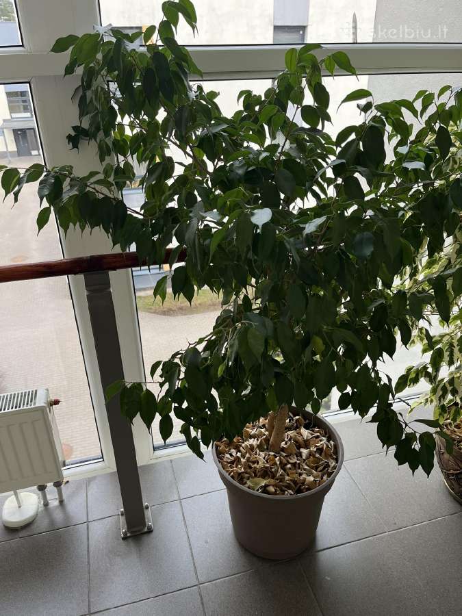 Ficus benjamina-benjaminas / smulkialapis fikusas - nuotraukos Nr. 4