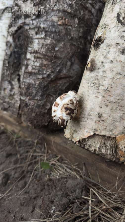 Shiitake grybų rąsteliai (2025 metų) - nuotraukos Nr. 14