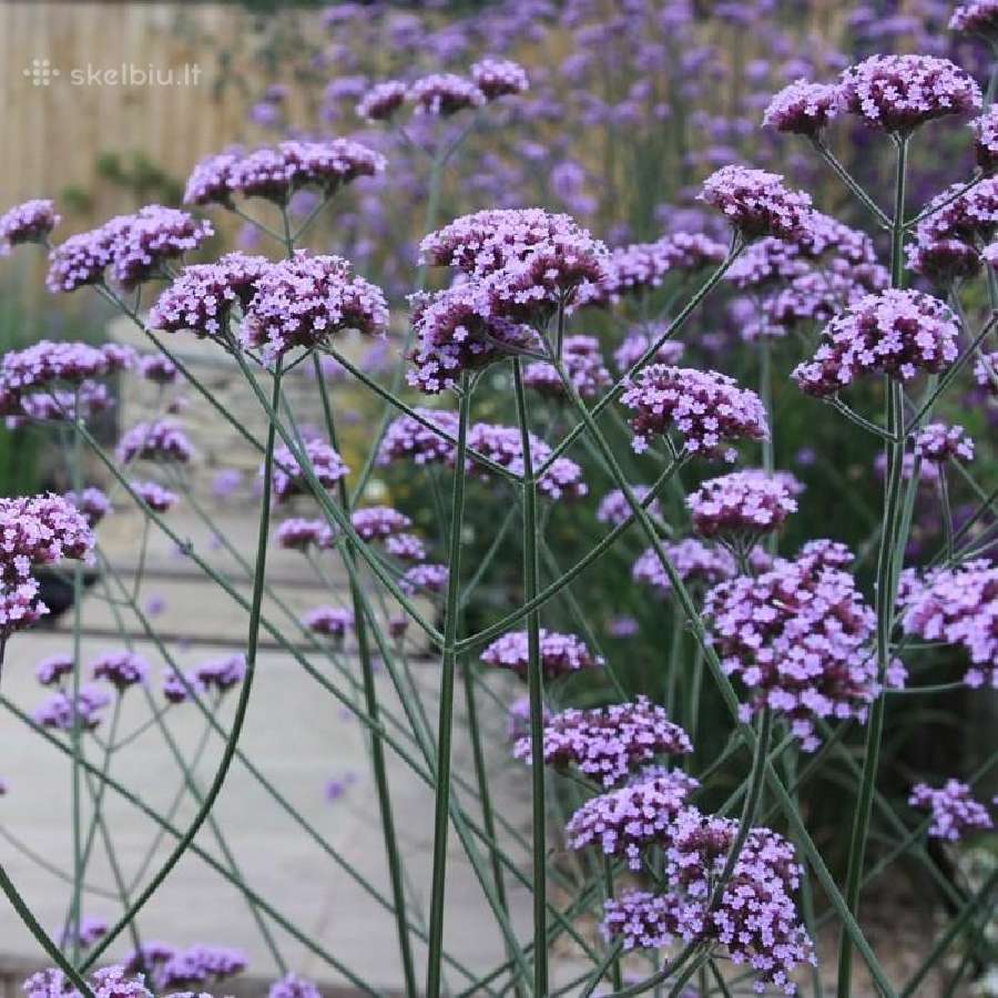 Patagoninė verbena