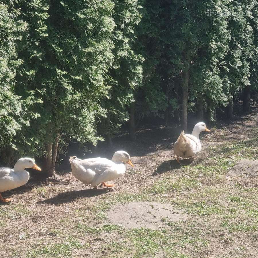 Pekino veislės antinai