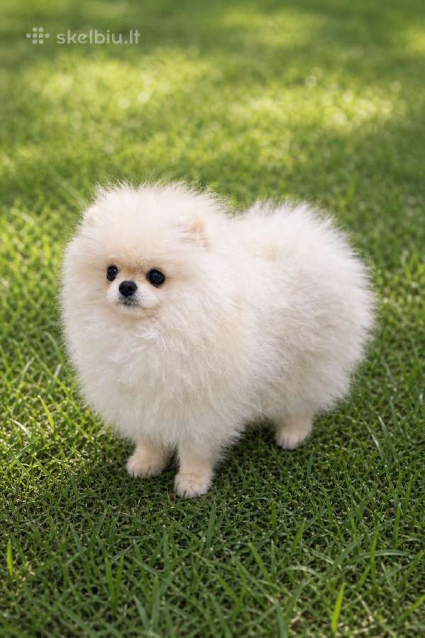 Pomeranijos špicas parduodamas