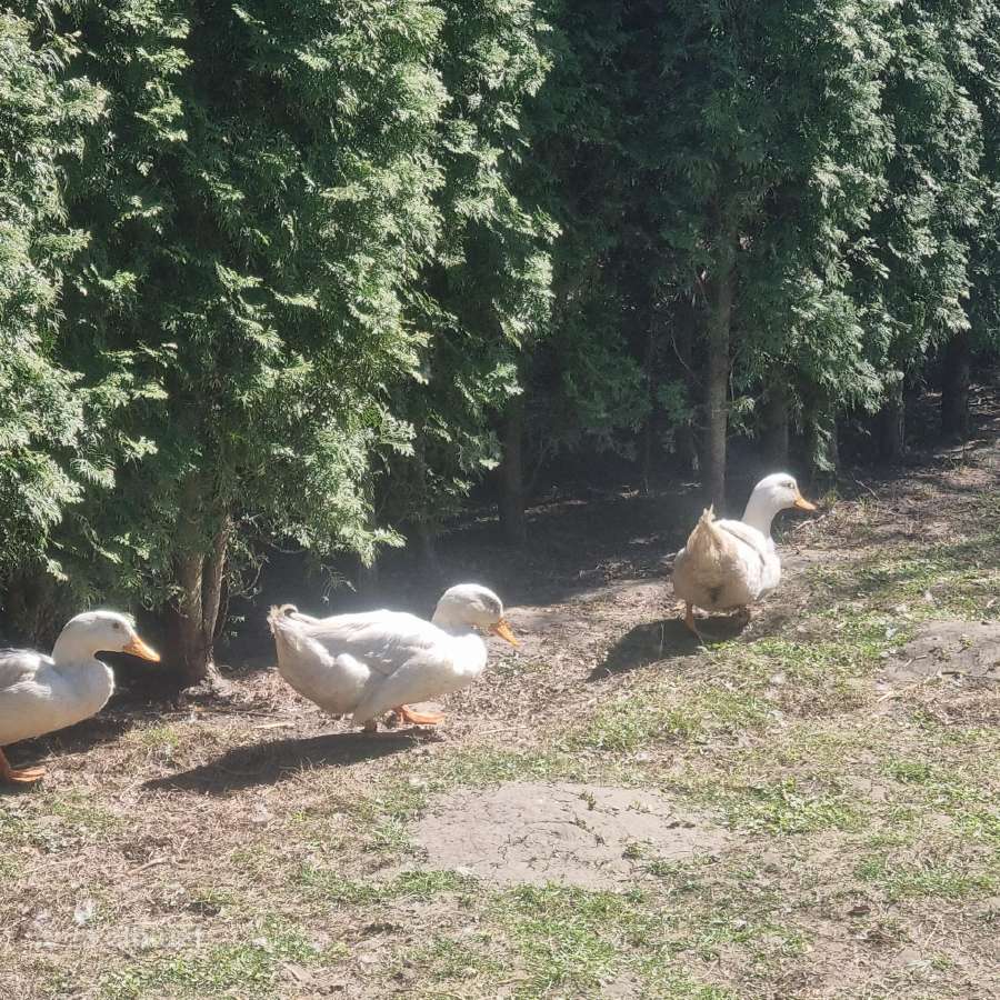Pekinų veislės antinai