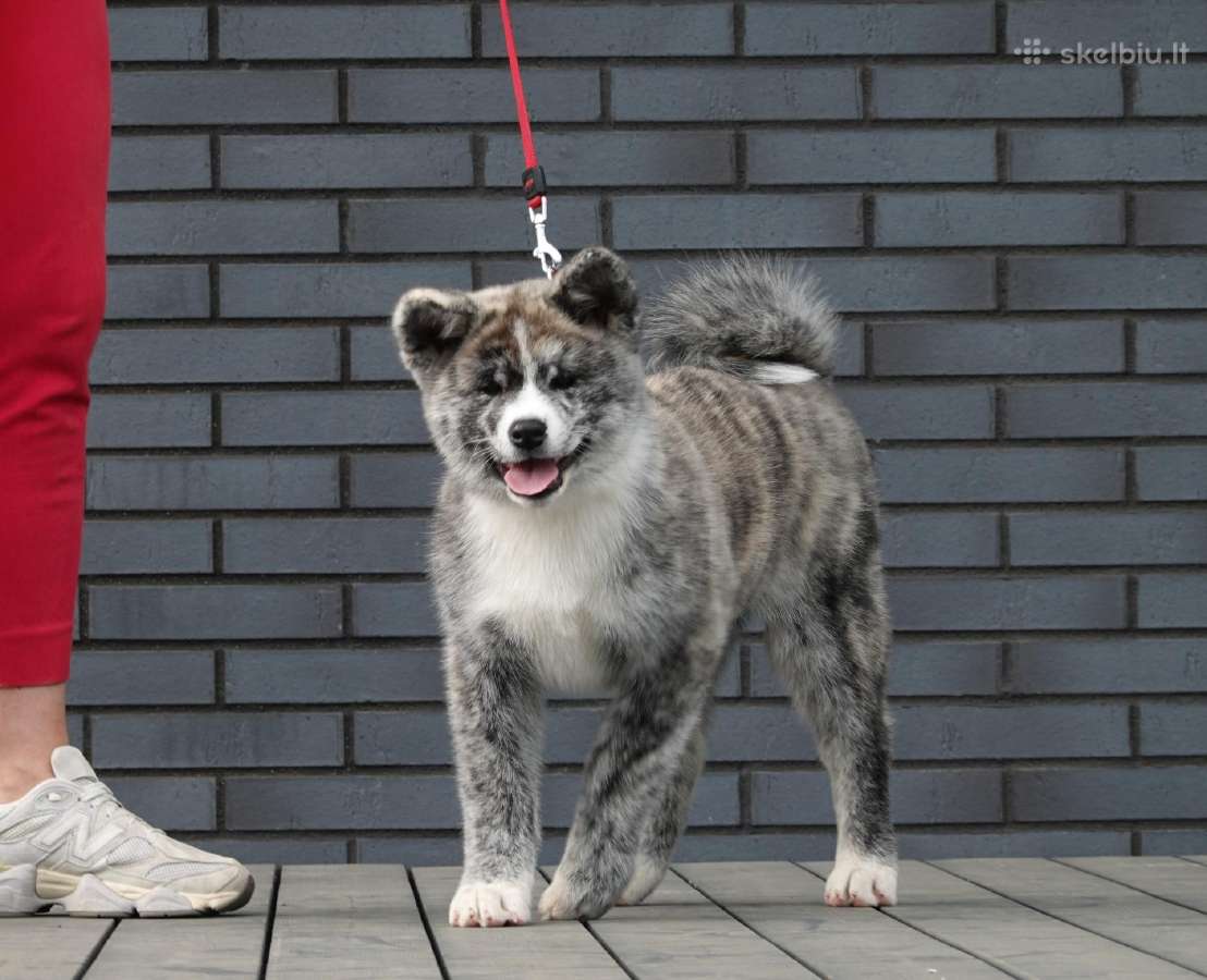 Akita Inu Tigriniai šuniukai