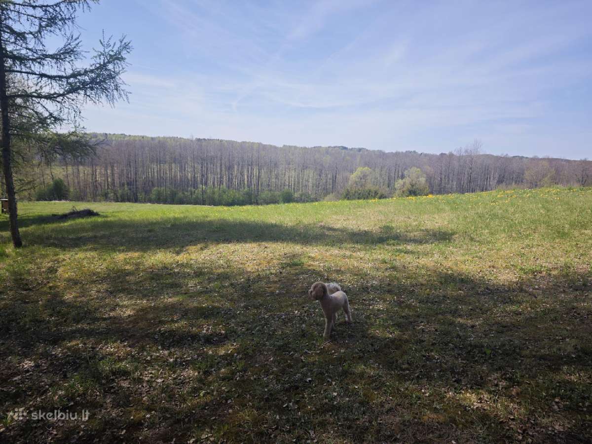 Rekreacinės paskirties žemės sklypas - nuotraukos Nr. 17