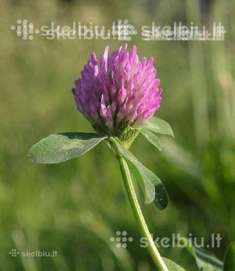 Dobilai, liucerna, motiejukai, svidre, eraicinai