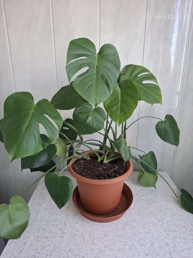 Jauna Monstera