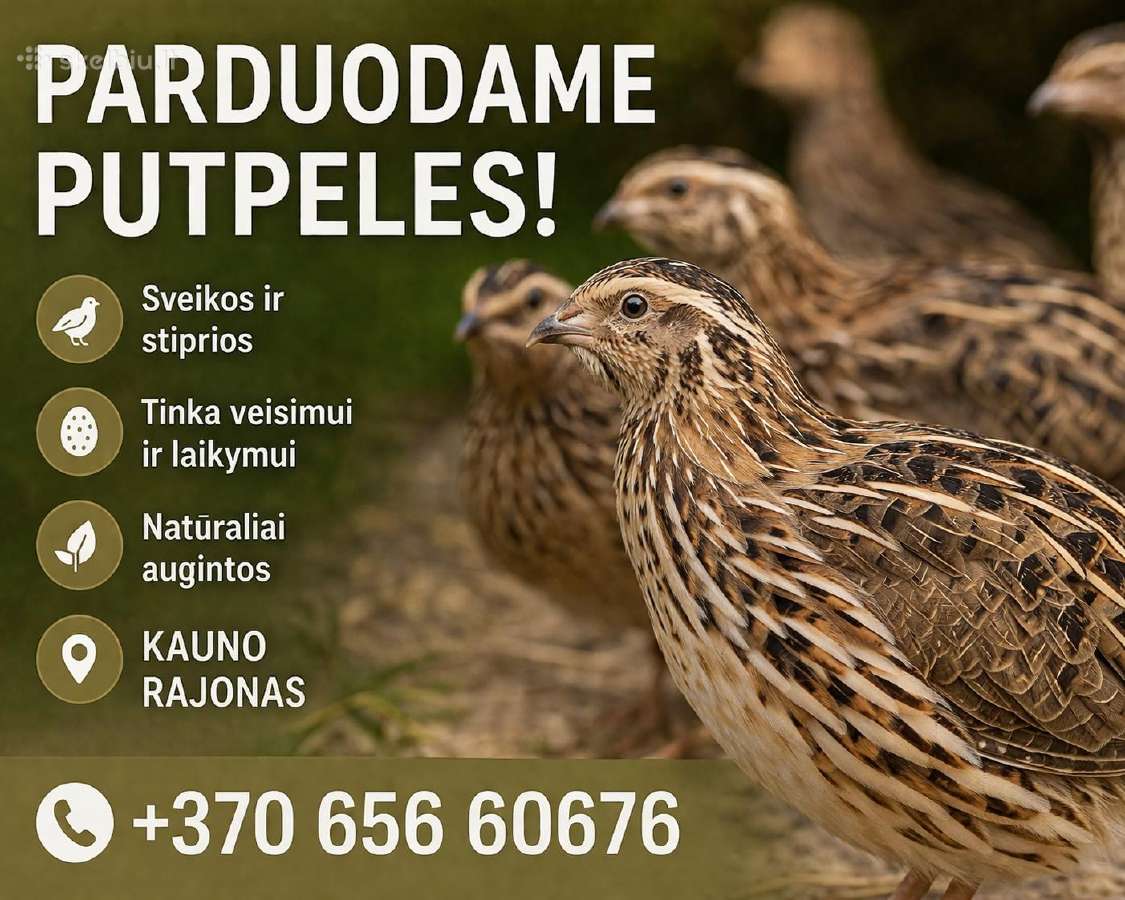 Putpeles,kiausiniai,skerdiena.
