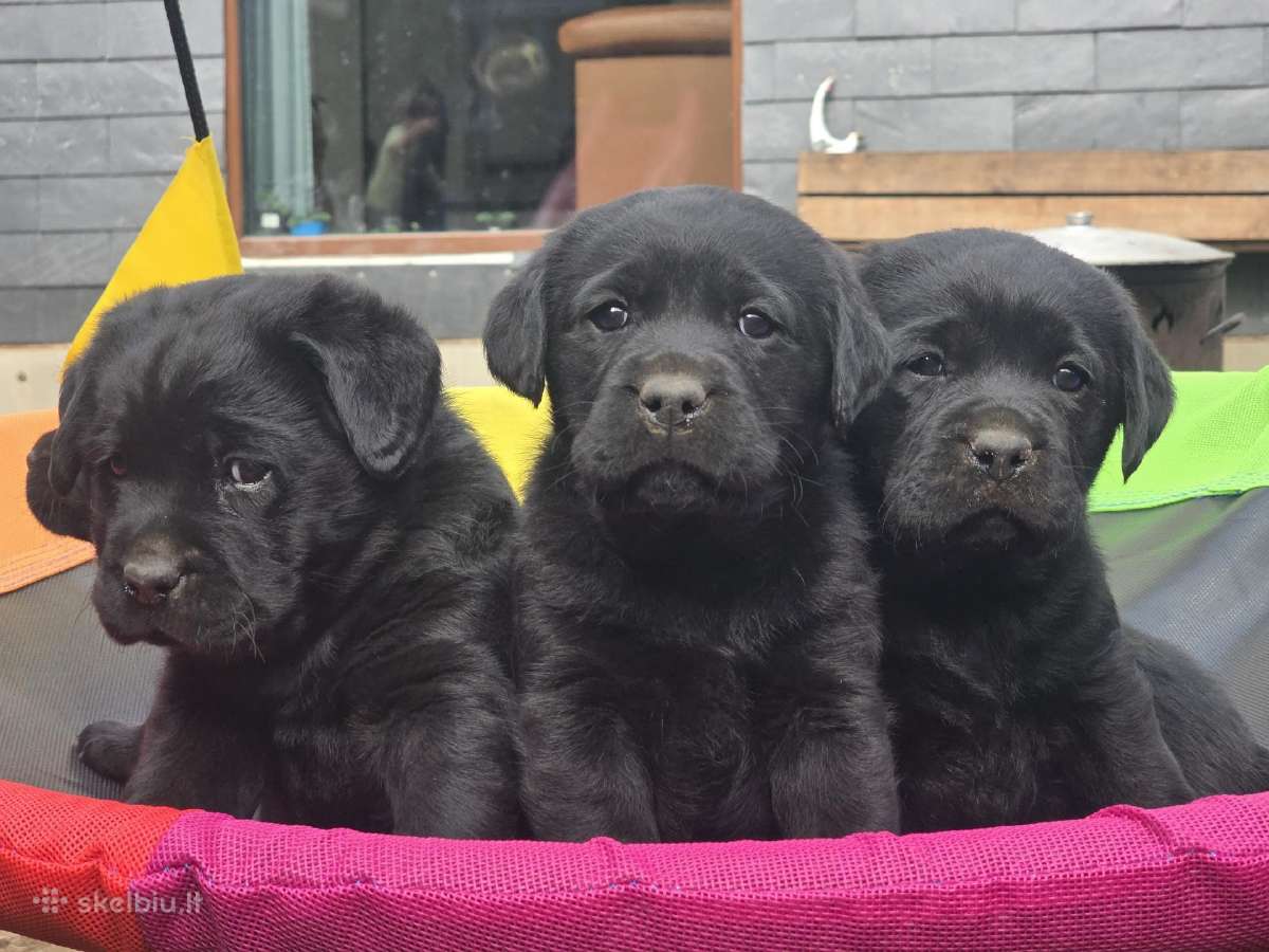 Kilmingi juodi ir gelsvi labradorai