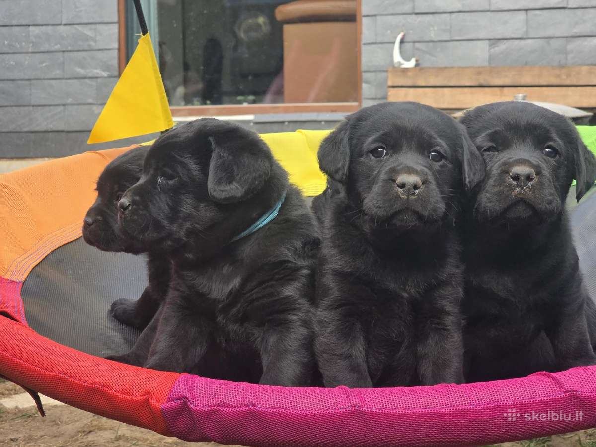 Kilmingi juodi labradorai - nuotraukos Nr. 4