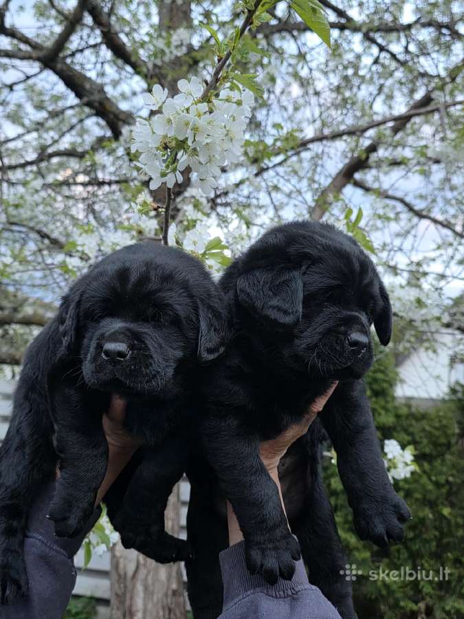 Kilmingi juodi labradorai - nuotraukos Nr. 5
