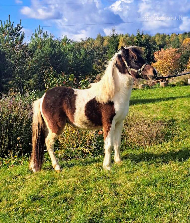 Miniatiūrinis žirgas - ponis