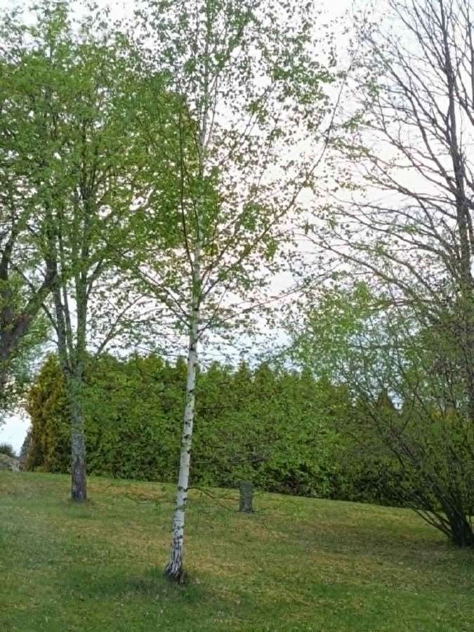 Didelis medis