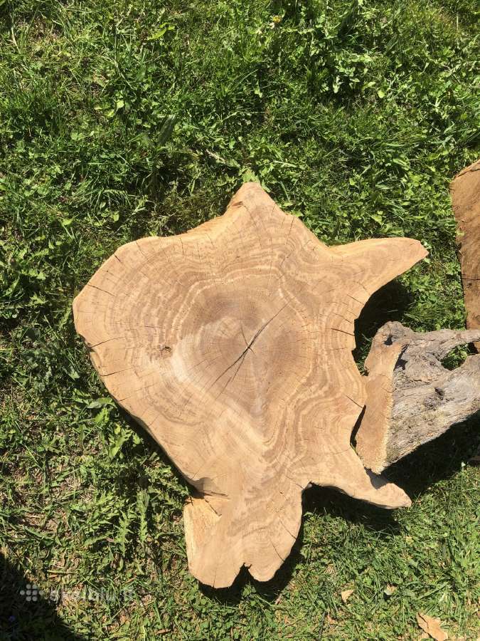 Ruošinys staliukui iš 100-ečio ąžuolo šaknies - nuotraukos Nr. 2