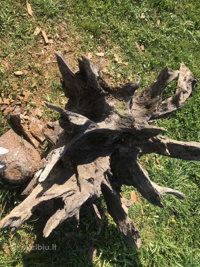 Ruošinys staliukui iš 100-ečio ąžuolo šaknies - nuotraukos Nr. 9