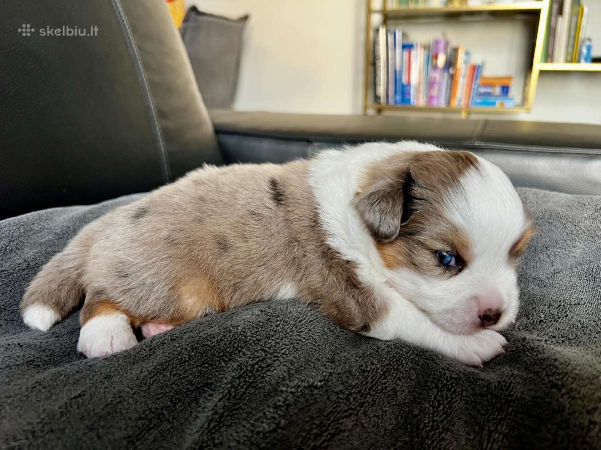 Mini Aussie /Miniatiūrinis amerikos avigan. /Mas - nuotraukos Nr. 6