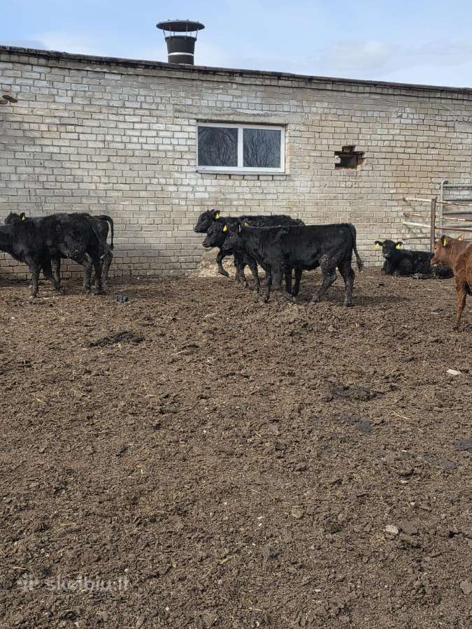 Parduodamos angus ir angus miršūnes telycaites