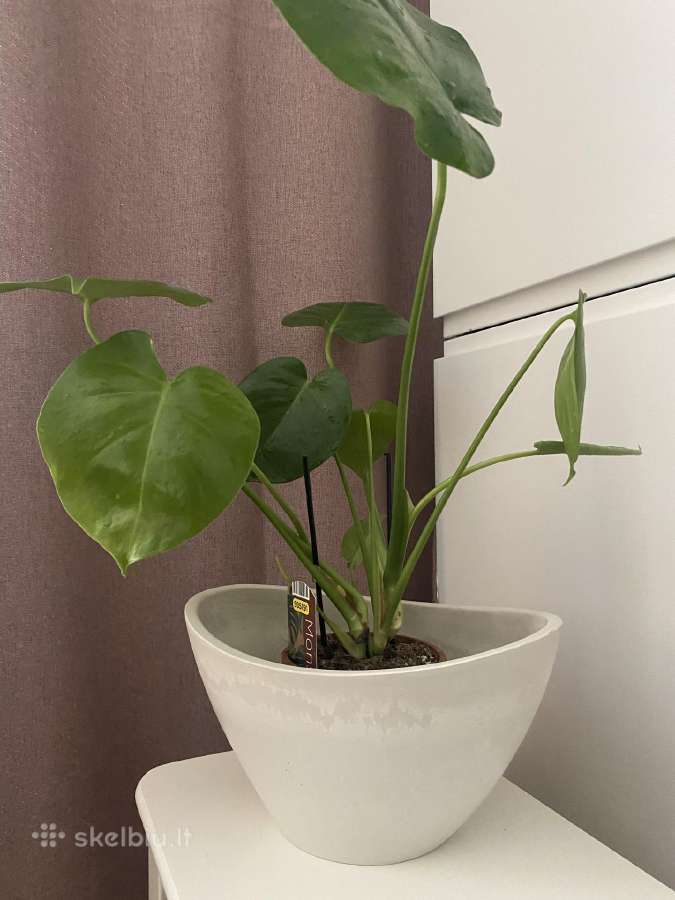 Jauna Monstera